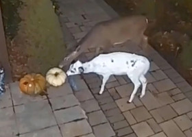 Animal rar, surprins de camerele de supraveghere ale unei case din Pennsylvania/ Foto: X