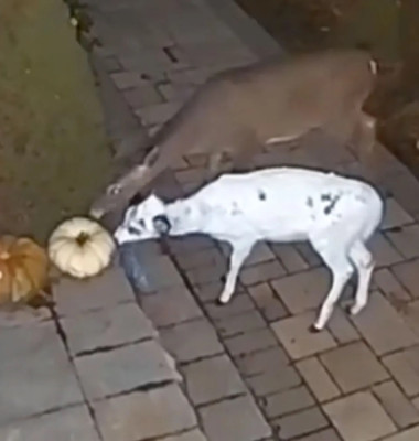 Animal rar, surprins de camerele de supraveghere ale unei case din Pennsylvania/ Foto: X