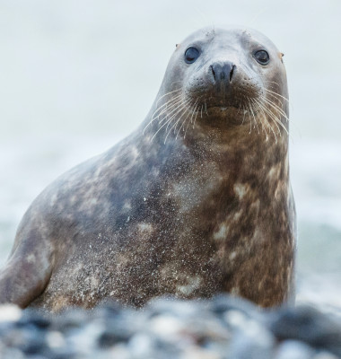 Pui de focă/ Freepik