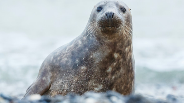 Momentul când un pui de focă dă buzna într-un pub din Noua Zeelandă. Angajații au crezut inițial că e un câine