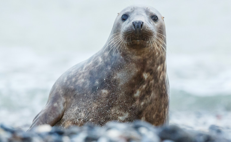 Pui de focă/ Freepik
