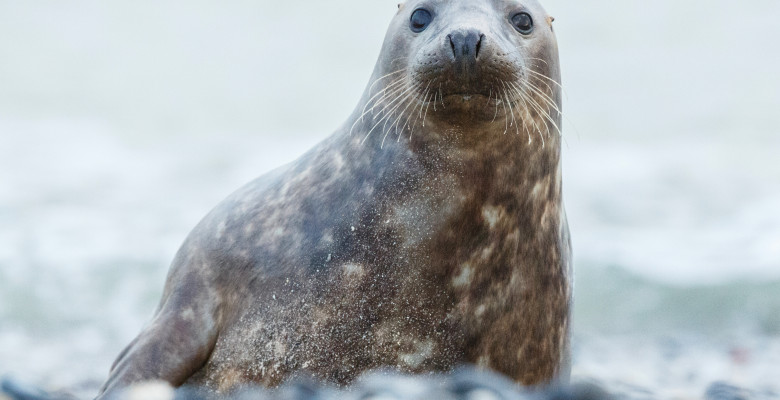 Pui de focă/ Freepik