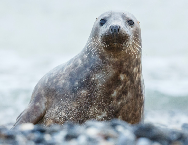 Pui de focă/ Freepik