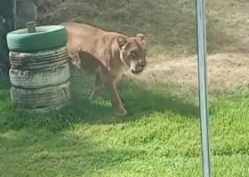 Un adolescent care visa să îmblânzească lei a fost sfâşiat mortal după ce a intrat în ţarcul de la o grădină zoologică din Brazilia/ Foto: X