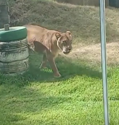 Un adolescent care visa să îmblânzească lei a fost sfâşiat mortal după ce a intrat în ţarcul de la o grădină zoologică din Brazilia/ Foto: X