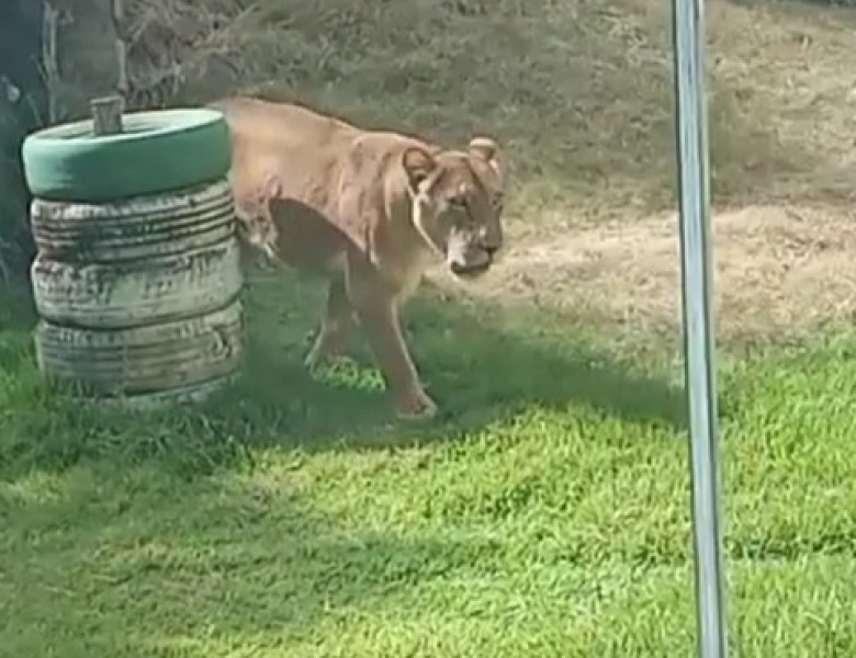 Un adolescent care visa să îmblânzească lei a fost sfâşiat mortal după ce a intrat în ţarcul de la o grădină zoologică din Brazilia/ Foto: X