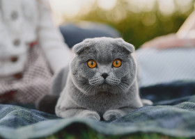 Pisică Scottish Fold/ Freepik