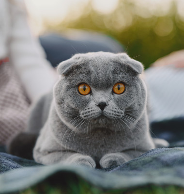 Pisică Scottish Fold/ Freepik