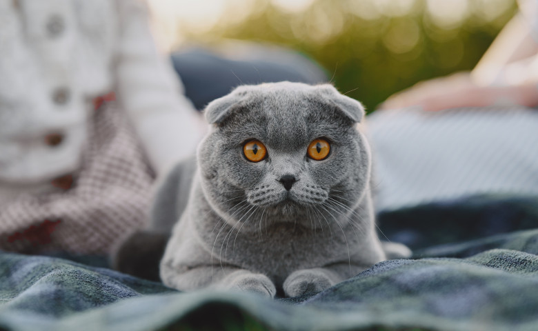 Pisic&abreve; Scottish Fold&sol; Freepik