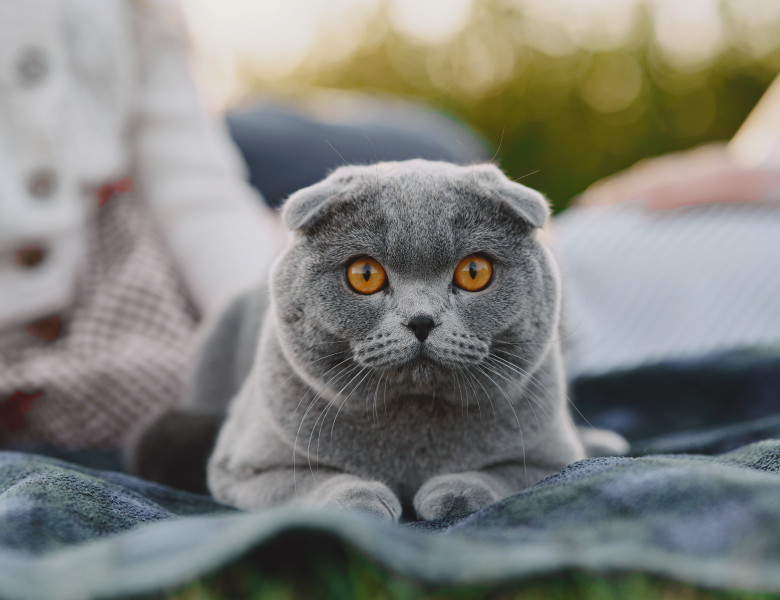 Pisică Scottish Fold/ Freepik