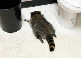 Ce a pățit un raton care a intrat din greșeală într-un magazin de băuturi alcoolice/ Foto: Facebook