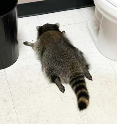 Ce a pățit un raton care a intrat din greșeală într-un magazin de băuturi alcoolice/ Foto: Facebook