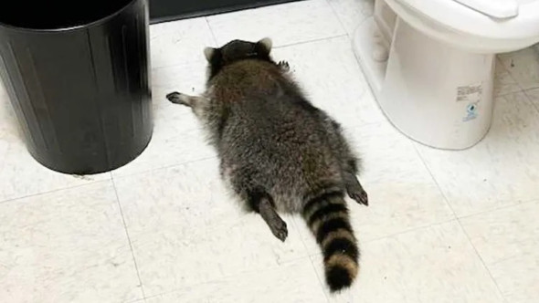 Ce a pățit un raton care a intrat din greșeală într-un magazin de băuturi alcoolice. L-au găsit leșinat în baie