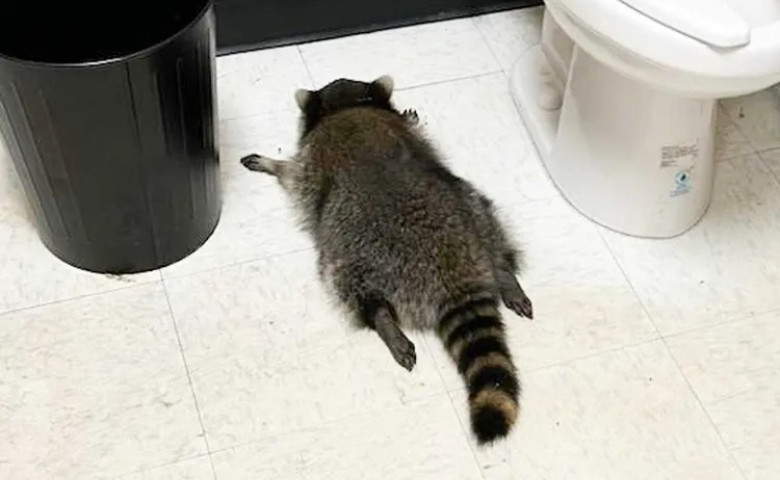 Ce a pățit un raton care a intrat din greșeală într-un magazin de băuturi alcoolice/ Foto: Facebook