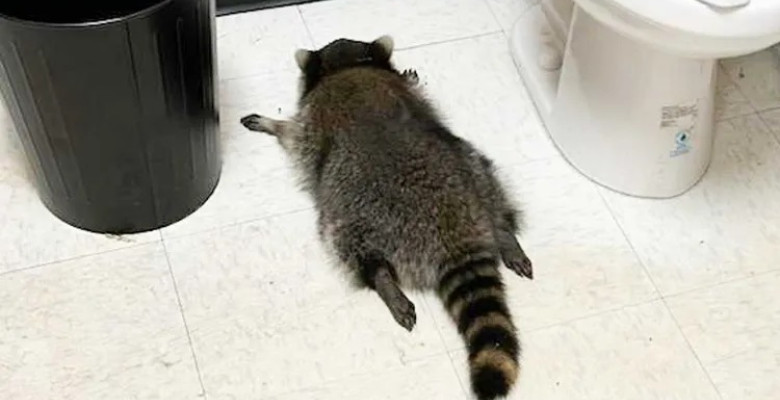 Ce a pățit un raton care a intrat din greșeală într-un magazin de băuturi alcoolice/ Foto: Facebook