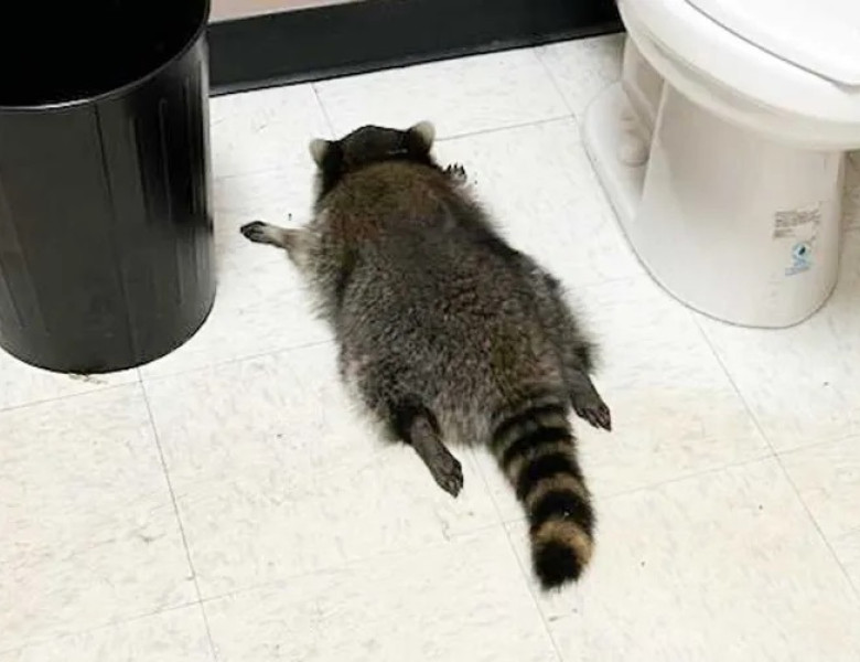 Ce a pățit un raton care a intrat din greșeală într-un magazin de băuturi alcoolice/ Foto: Facebook