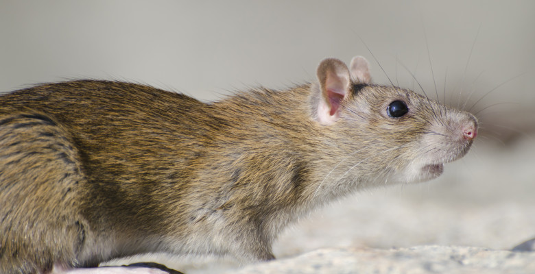 Un șobolan a fost surprins plimbându-se liber într-un avion/ Freepik