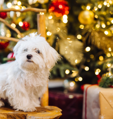 Câine de Crăciun/ Freepik