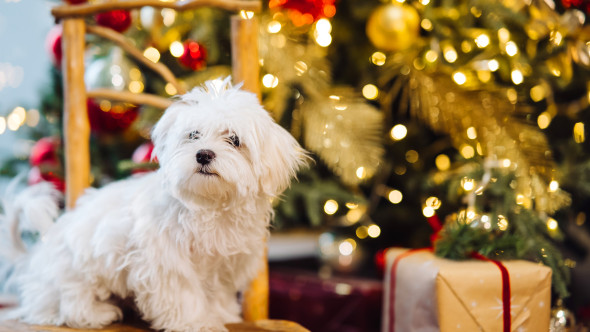 Avertisment de Crăciun pentru stăpânii de câini. Decorațiunea aparent inofensivă care le poate pune viața în pericol