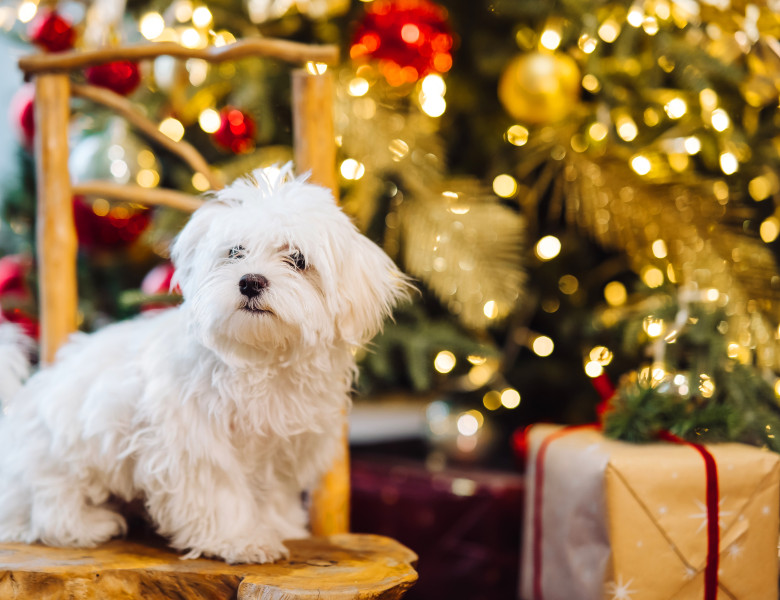 Câine de Crăciun/ Freepik
