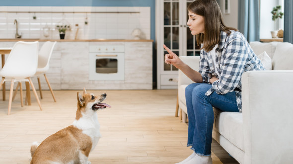 De ce nu ar trebui să spui niciodată „nu” unui cățeluș. Ce funcționează, de fapt, în dresaj