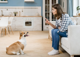 De ce nu ar trebui să spui niciodată „nu” unui cățeluș/ Freepik