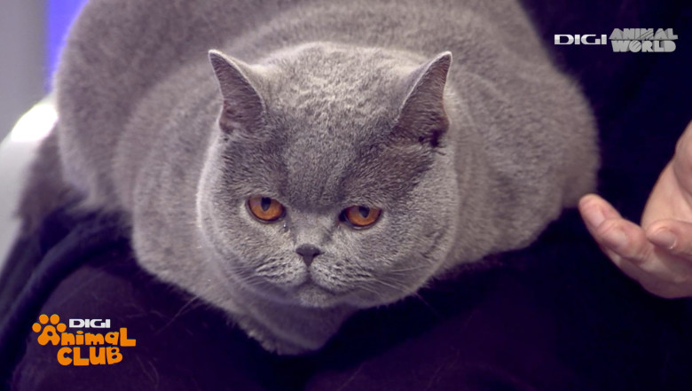 DAC KIRA CAMPIOANA 2