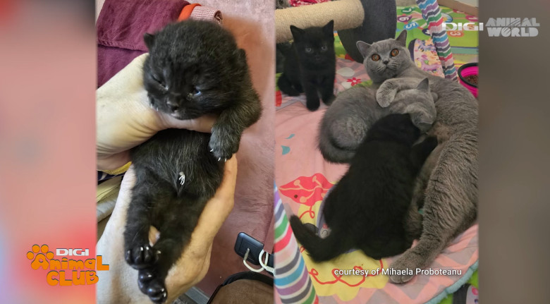 DAC KIRA CAMPIOANA 8