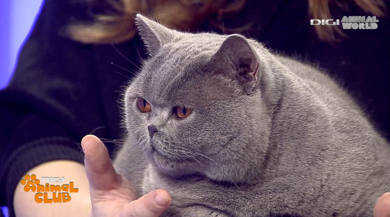 DAC KIRA CAMPIOANA 6