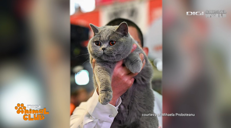 DAC KIRA CAMPIOANA 9