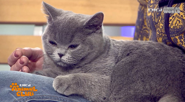 DAC KIRA CAMPIOANA 10