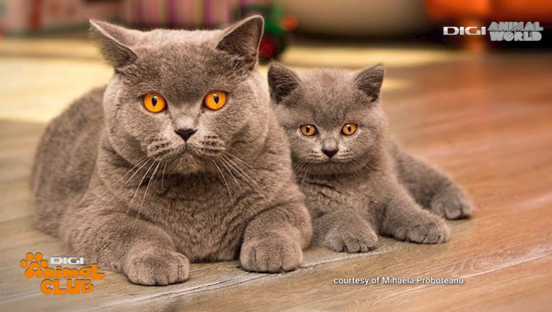 DAC KIRA CAMPIOANA 11