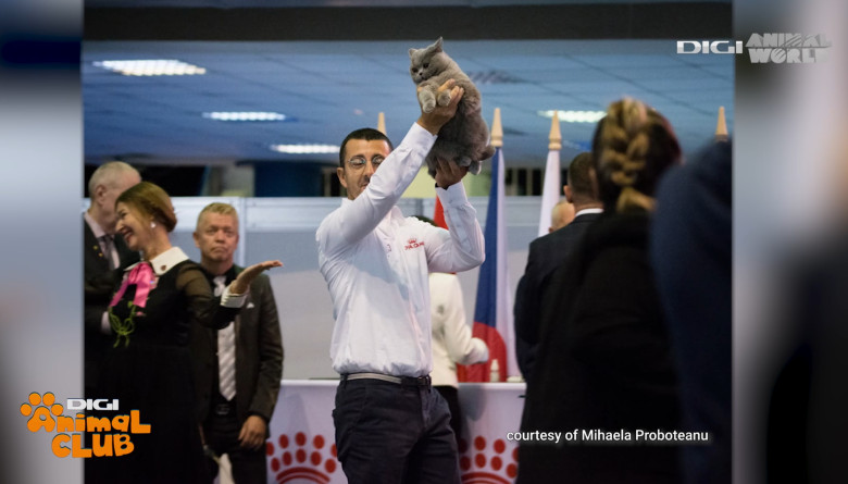 DAC KIRA CAMPIOANA 12