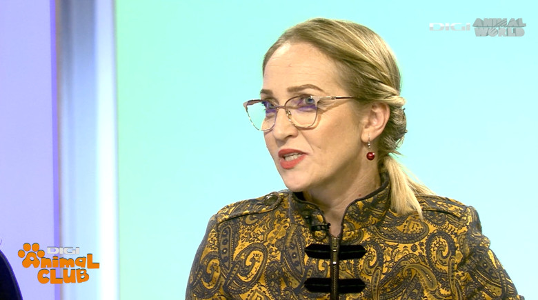 DAC KIRA CAMPIOANA 13