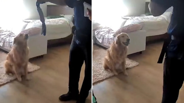 Cum a reacționat un câine când un străin a intrat în casă. Stăpânul patrupedului a fost șocat: „Trebuia să-i arate unde ținem banii”