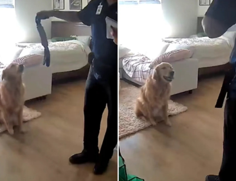 Cum a reacționat un câine când un străin a intrat în casă/ Foto: Captură video