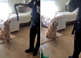 Cum a reacționat un câine când un străin a intrat în casă/ Foto: Captură video