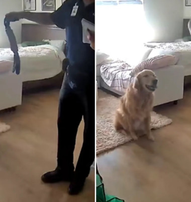 Cum a reacționat un câine când un străin a intrat în casă/ Foto: Captură video