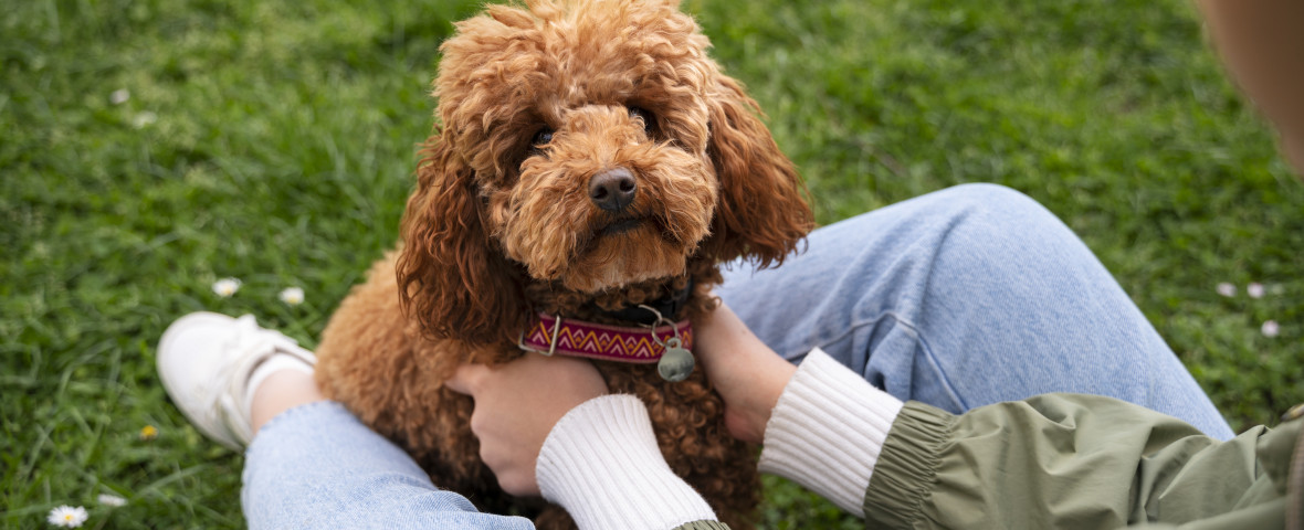 Top 5 rase de câini care nu năpârlesc și nu miros/ Freepik