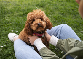 Top 5 rase de câini care nu năpârlesc și nu miros/ Freepik