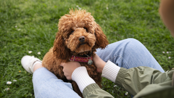 Top 5 rase de câini care nu năpârlesc și nu miros. Recomandările unui dresor cu 30 de ani de experiență