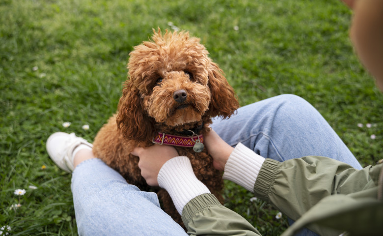 Top 5 rase de câini care nu năpârlesc și nu miros/ Freepik