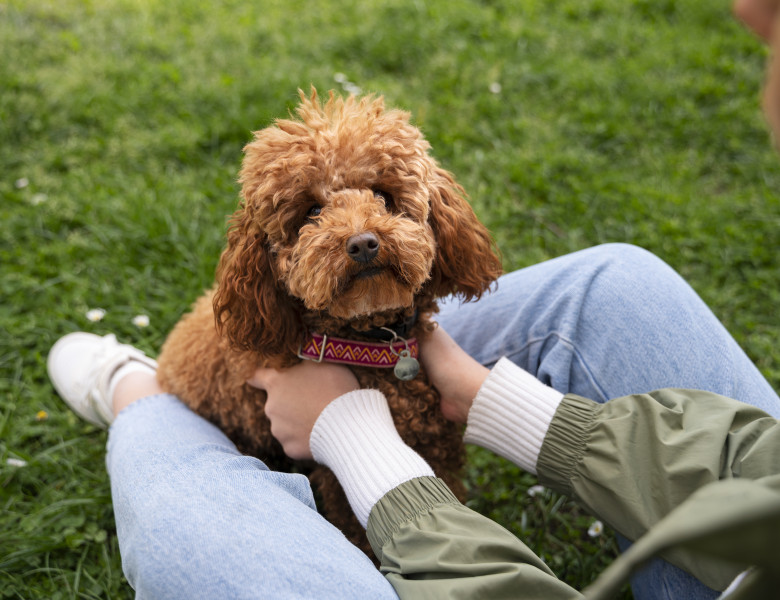 Top 5 rase de câini care nu năpârlesc și nu miros/ Freepik