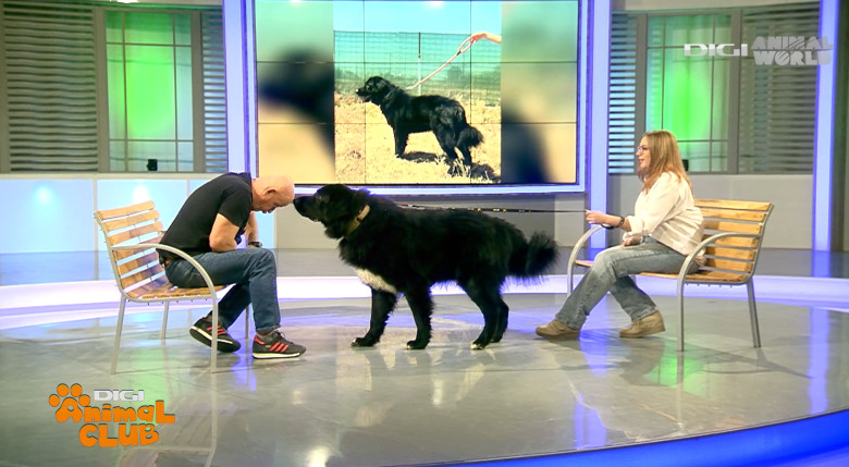 DAC CIOBANESC CORB BEATRICE IRIMIA 2