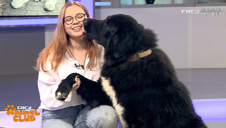 DAC CIOBANESC CORB BEATRICE IRIMIA 8