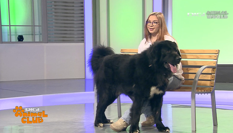 DAC CIOBANESC CORB BEATRICE IRIMIA