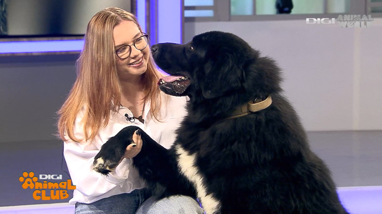 DAC CIOBANESC CORB BEATRICE IRIMIA 3