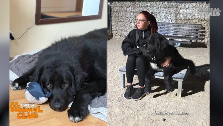 DAC CIOBANESC CORB BEATRICE IRIMIA 4