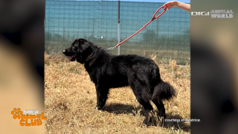 DAC CIOBANESC CORB BEATRICE IRIMIA 8