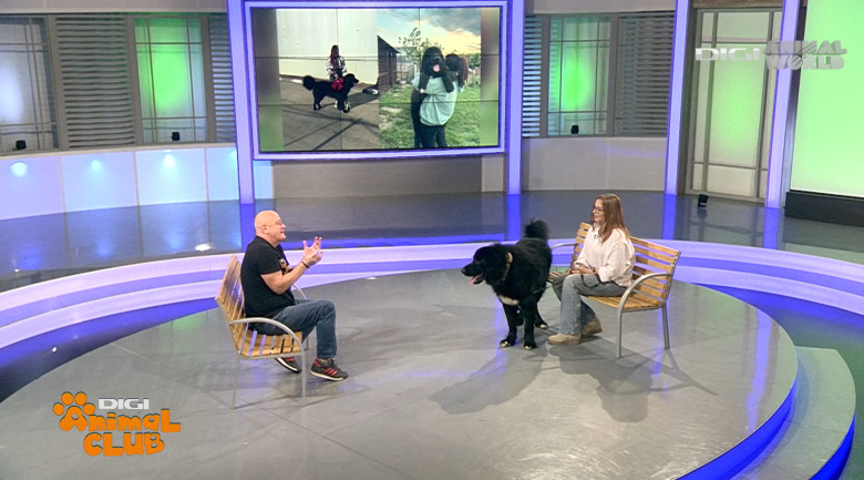 DAC CIOBANESC CORB BEATRICE IRIMIA 5